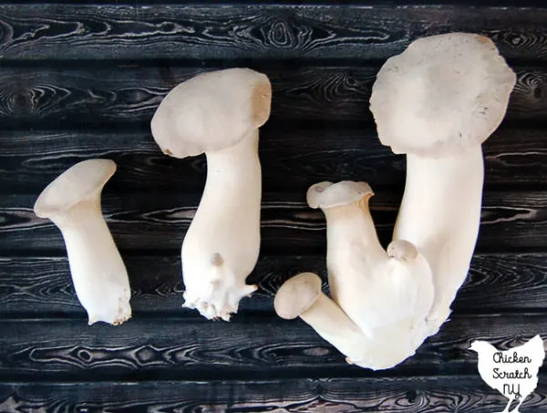 king oyster mushroom kit