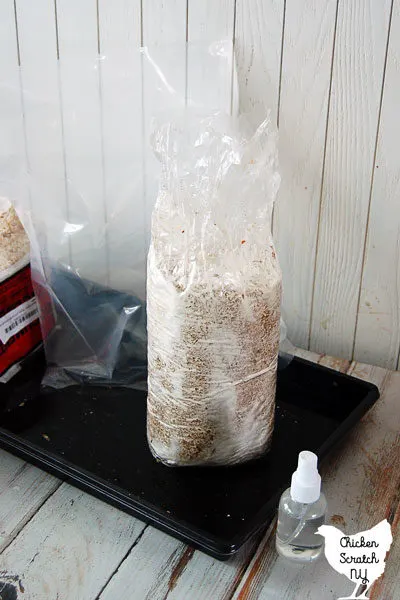 king oyster mushroom kit