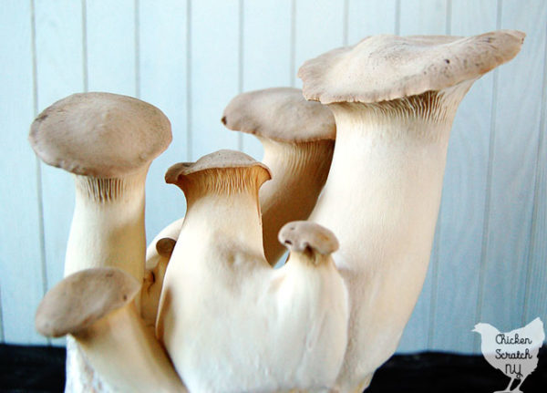 king oyster mushroom kit
