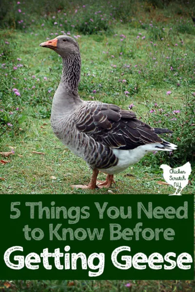 5 Things To Know Before You Get Geese