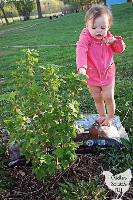 little girl next to red currant bush