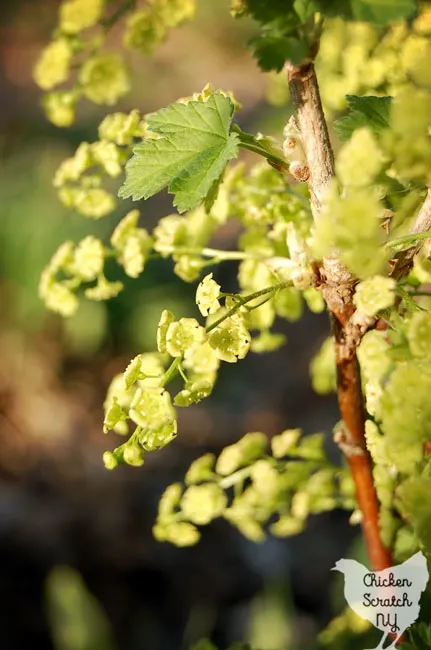 red currant flower