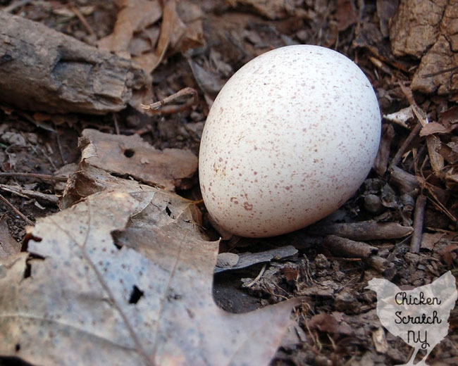 royal palm turkey egg