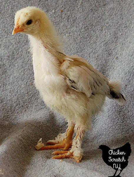 3 week old Brahma chick