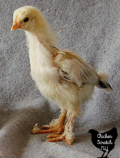 How To Identify Chick Breeds