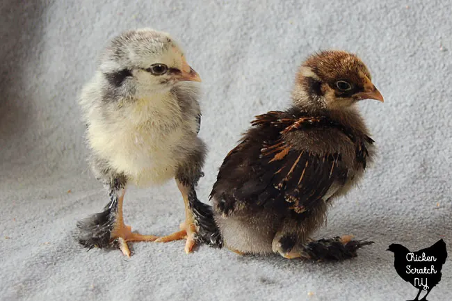 3 week old Cochin chicks