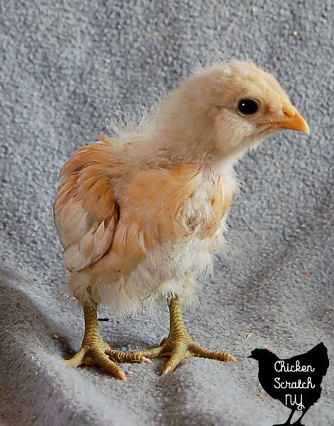 3 week old easter egger chick
