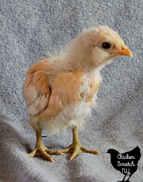 How to Identify Chick Breeds