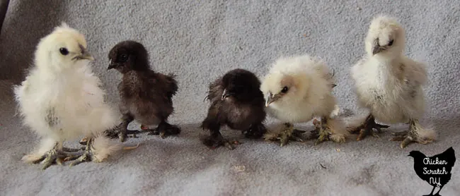 3 week old black and splash Silkie chicks