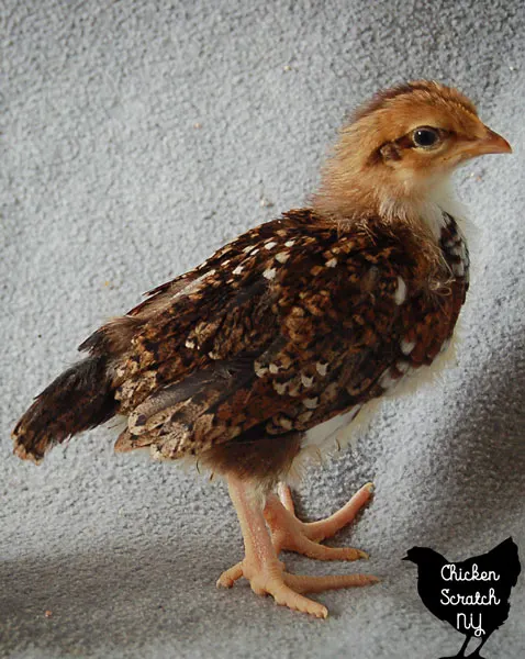 5 Chicken Breeds that Have 5 Toes - Cackle Hatchery