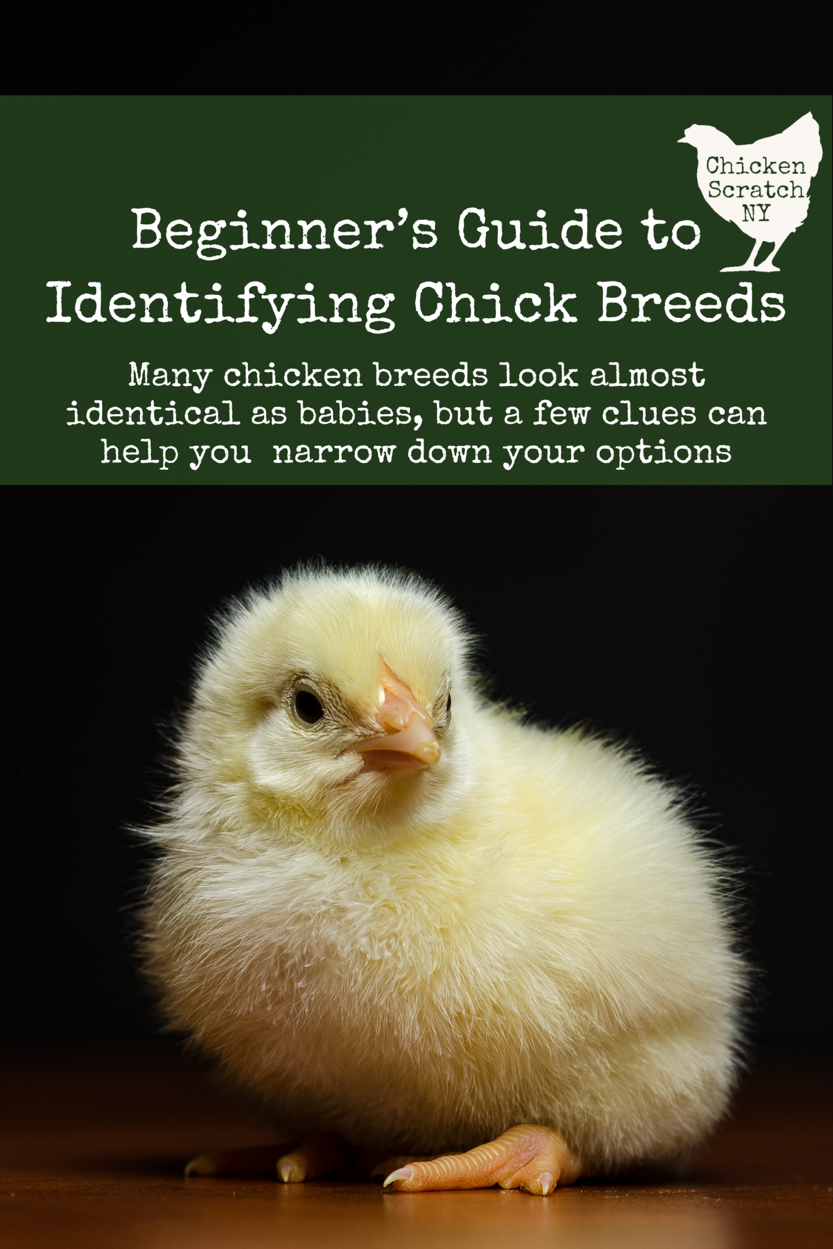 How to Identify Chick Breeds