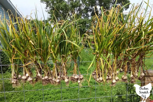 bunches of garlic drying on a cattle panel