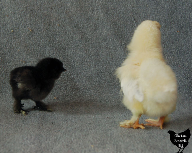 bantam and standard sized chick