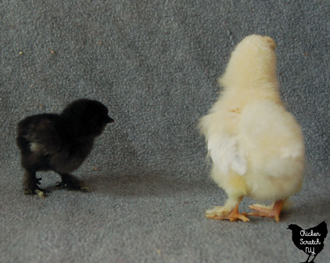 black baby chickens