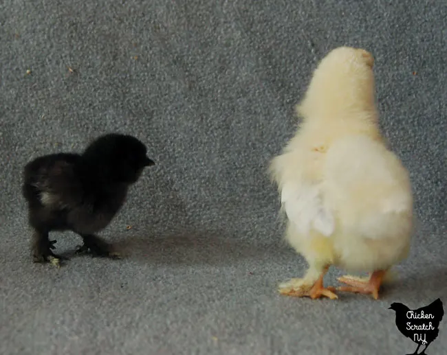 Buff Brahma Bantam Chicks - out of SQ from Master Breeder