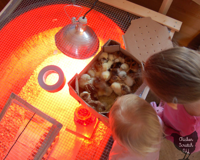 chicks in a box before being moved into a brooder