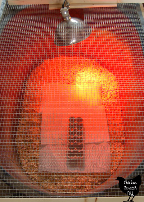 black livestock tub set up for chicks with wood shavings, red bulb, paper towels and feeder