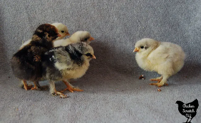 How to Identify Chick Breeds