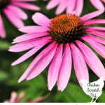 purple coneflower with text overlay for dividing perennials