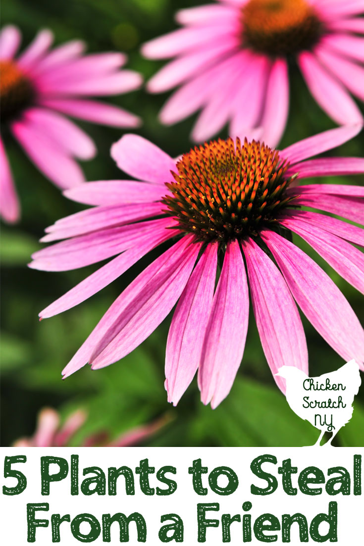 purple coneflower with text overlay for dividing perennials