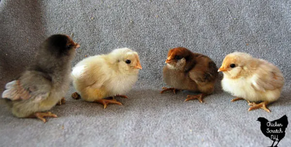 four easter egger chicks