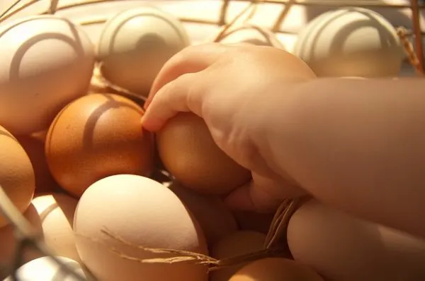 Can you eat farm fresh eggs while pregnant