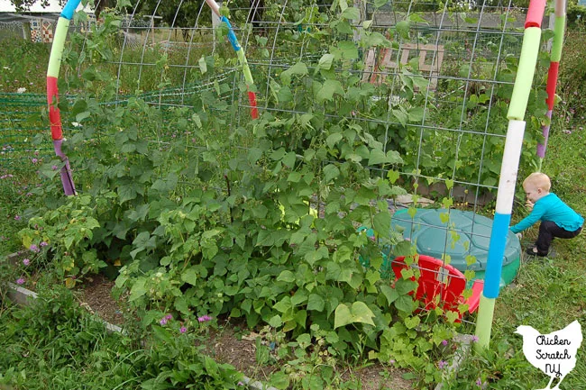 garden bed with pole beans and ground cherries in front of cattle panel arch covering turtle sandbox with little girl