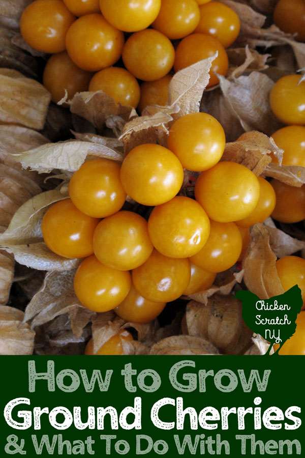 pile of ground cherries with husks