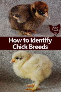 Bantam Chick Identification Chart