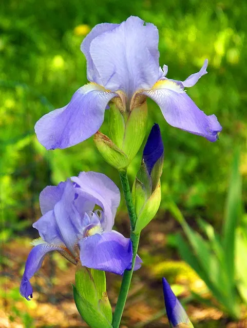 bearded iris