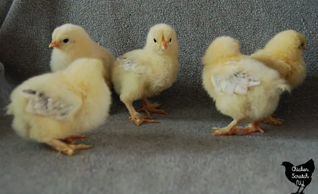 Buff Brahma Chickens - Brown Egg Laying Chicks