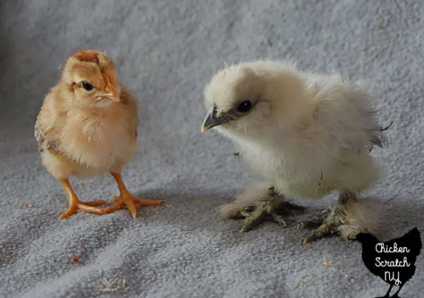 white silkie chick