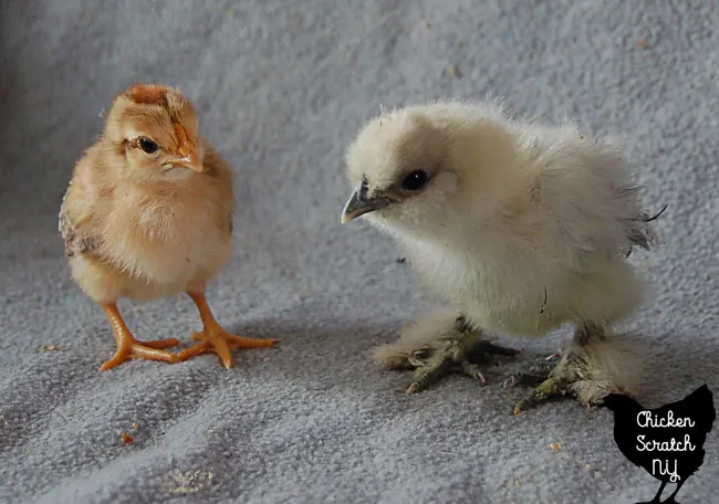 2 week old mixed breed chick with 3 week old splash Silkie chick