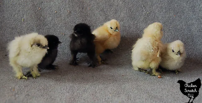 splash and black Silkie chicks