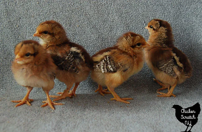 Speckled Sussex and Welsummer chicks