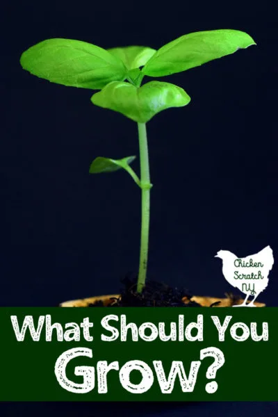 basil seedling with what to grow text overlay