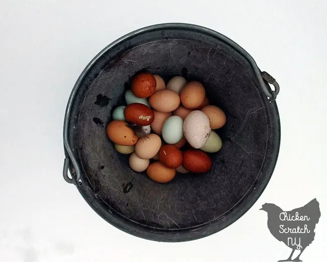 bucket of fresh eggs sitting in snow