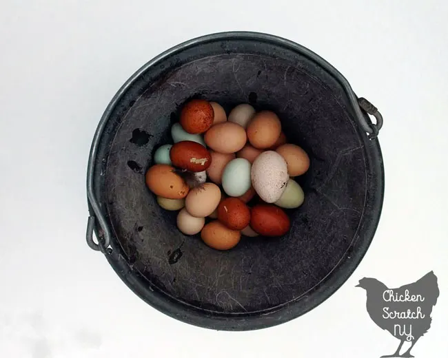 How to Store & Wash Fresh Eggs: Best Practices for Backyard Chicken Eggs ~  Homestead and Chill