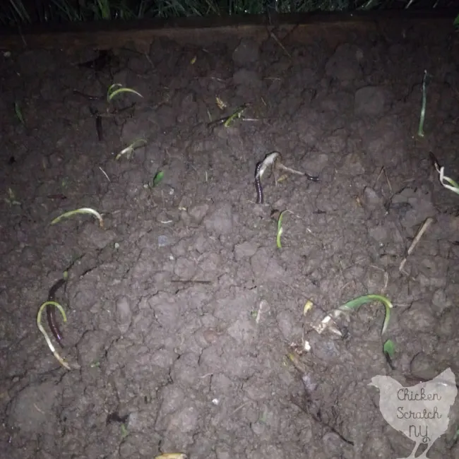 earthworms at night in the garden moving onion plants