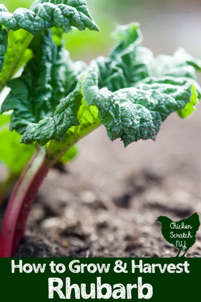 rhubarb plant in the garden