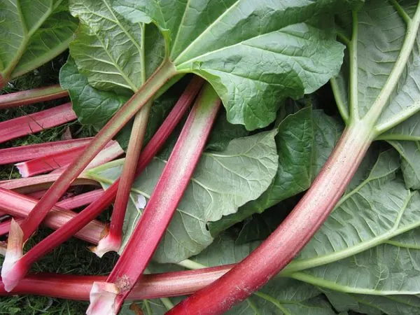 rhubarb stalks