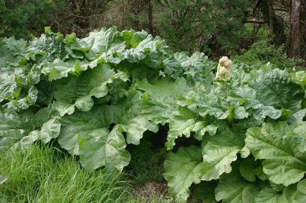 rhubarb plants