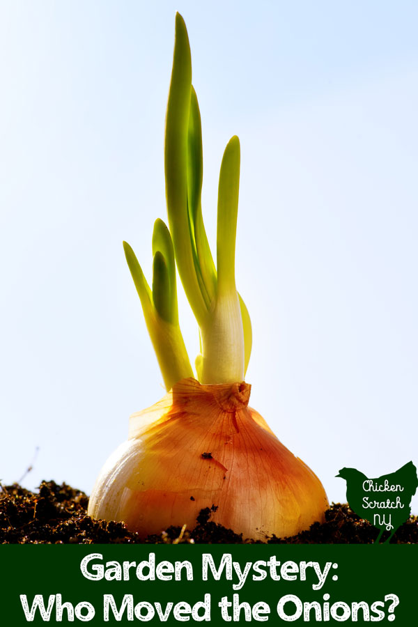 onion plant in soil