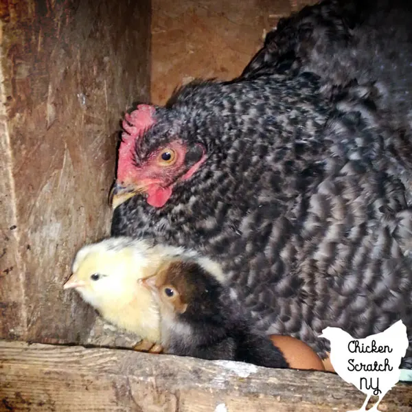 hen in a nest box with two chick and an egg