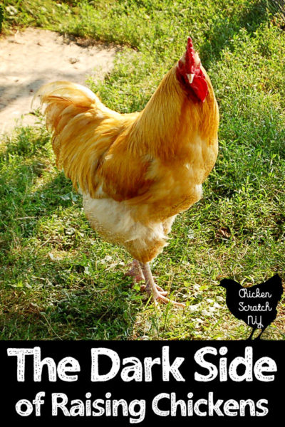 large buff Orpington rooster