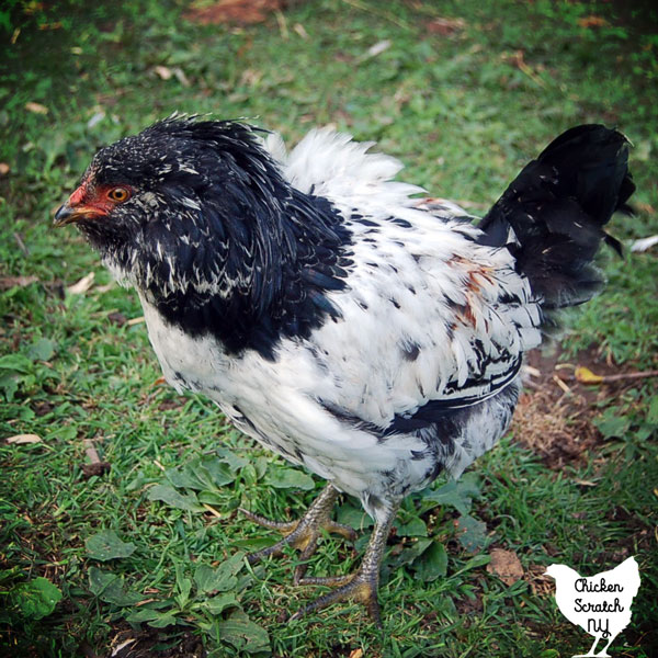 black easter egger hen