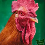 large up close image of a rooster with text overlay When Good Birds Go Bad The Dark Side of Chicken Keeping