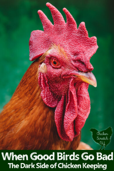 large up close image of a rooster with text overlay When Good Birds Go Bad The Dark Side of Chicken Keeping