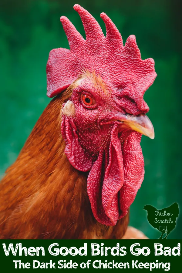 Cute Hen Walking with Yellow Chicken. Funny Mom and Three Baby