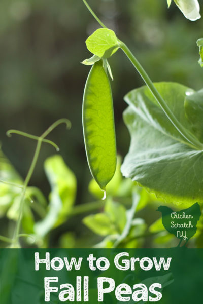 large green snow pea 